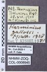 Etiketten zu Harminius galloisi (NHMW-ZOO-COL-0008945)